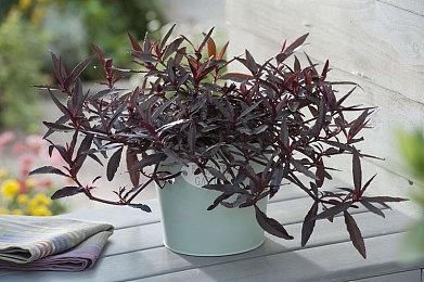 3DM速报：《原神》Switch版仍在开发中 网易成立美国第一方工作室